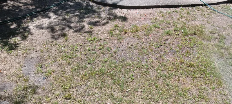 Dying Couch grass in backyard showing bare clay patches and sparse green tufts