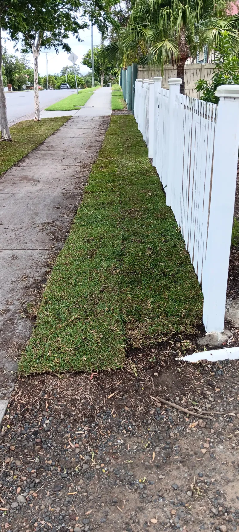 Front verge strip showing Sir Walter Buffalo establishing along footpath with white picket fence